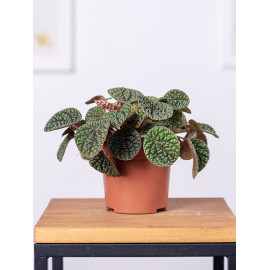 Peperomia Green Bubble