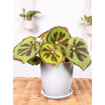 Begonia massoniana 'Rock'