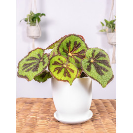 Begonia massoniana 'Rock'