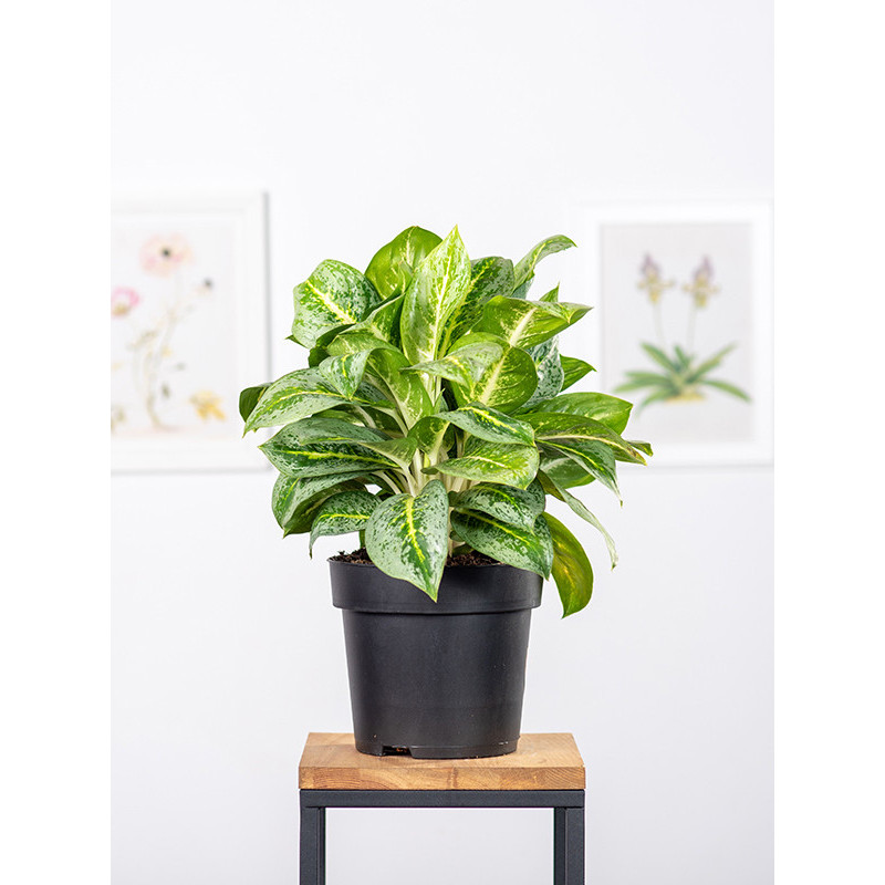 Aglaonema 'Lemon Mint'