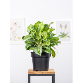 Aglaonema 'Lemon Mint'