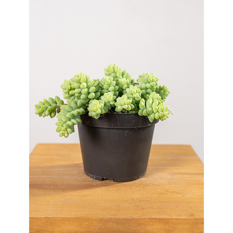 Sedum burrito