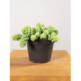 Sedum burrito