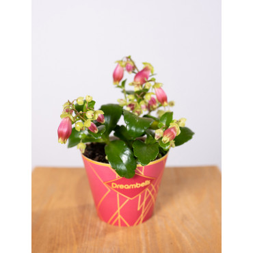 Kalanchoe 'Dream Bells'