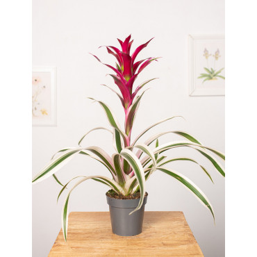 Guzmania 'Purple & Stripes'