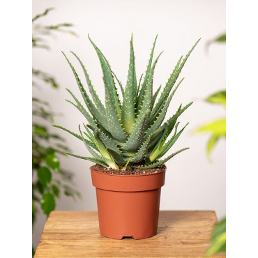 Aloes drzewiasty