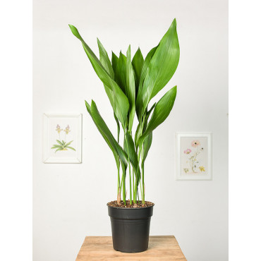 Aspidistra | Duża