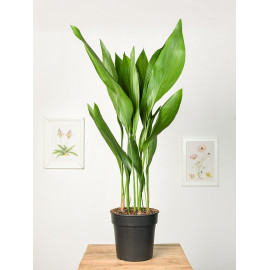 Aspidistra | Duża