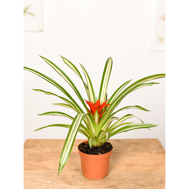 Guzmania 'Sue Anne'