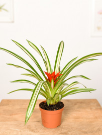 Guzmania 'Sue Anne'