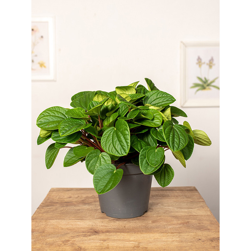 Peperomia 'Rana Verde' | Duża