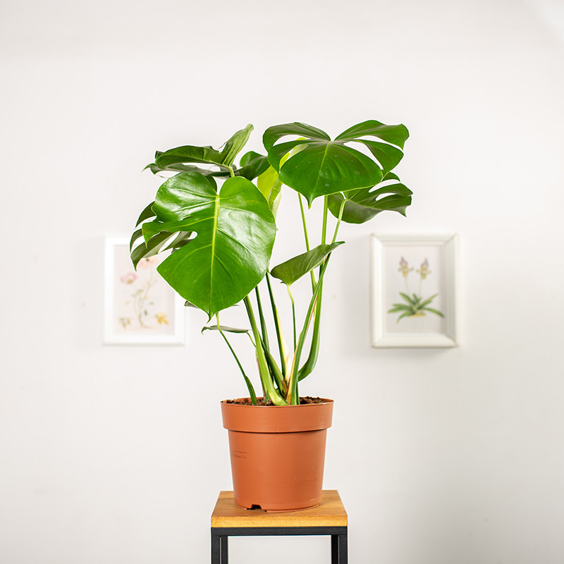 Monstera Dziurawa