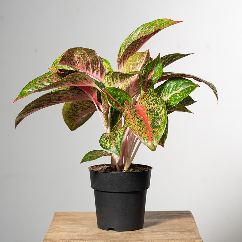 Aglonema 'Lychee Red'