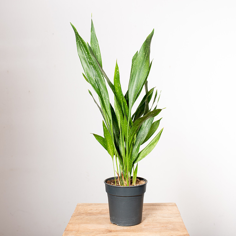 Aspidistra 'Milky Way'