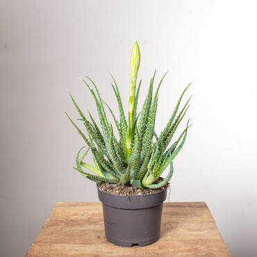 Aloes niski