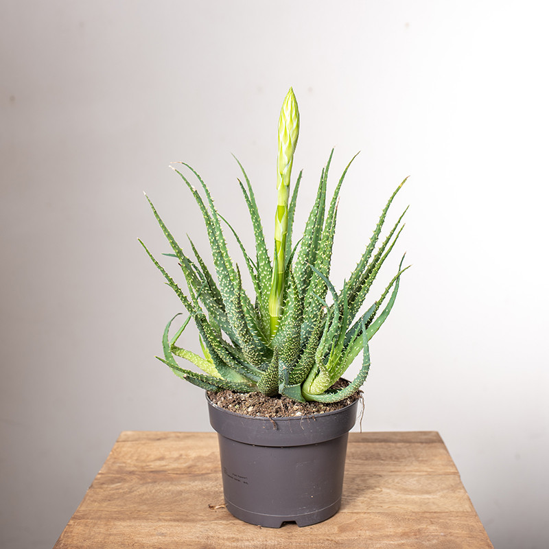 Aloes niski