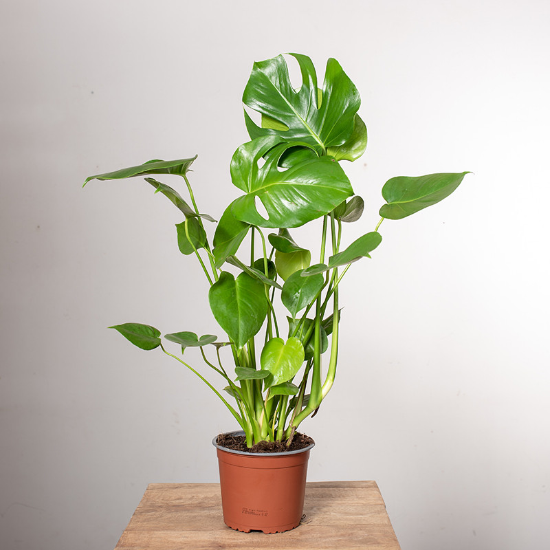 Monstera Dziurawa