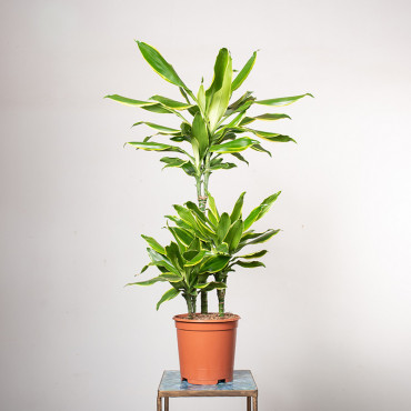 Dracena 'Golden Coast' | 3 pędy