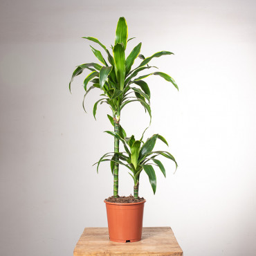 Dracena 'Art' | 2 pędy