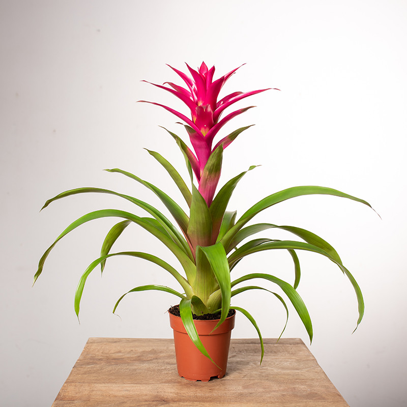 Guzmania 'Voila'