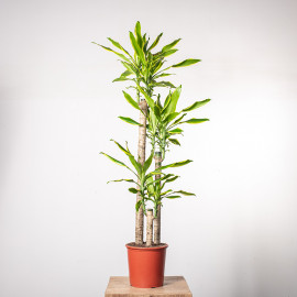 Dracena 'Golden Coast' | 3 pędy