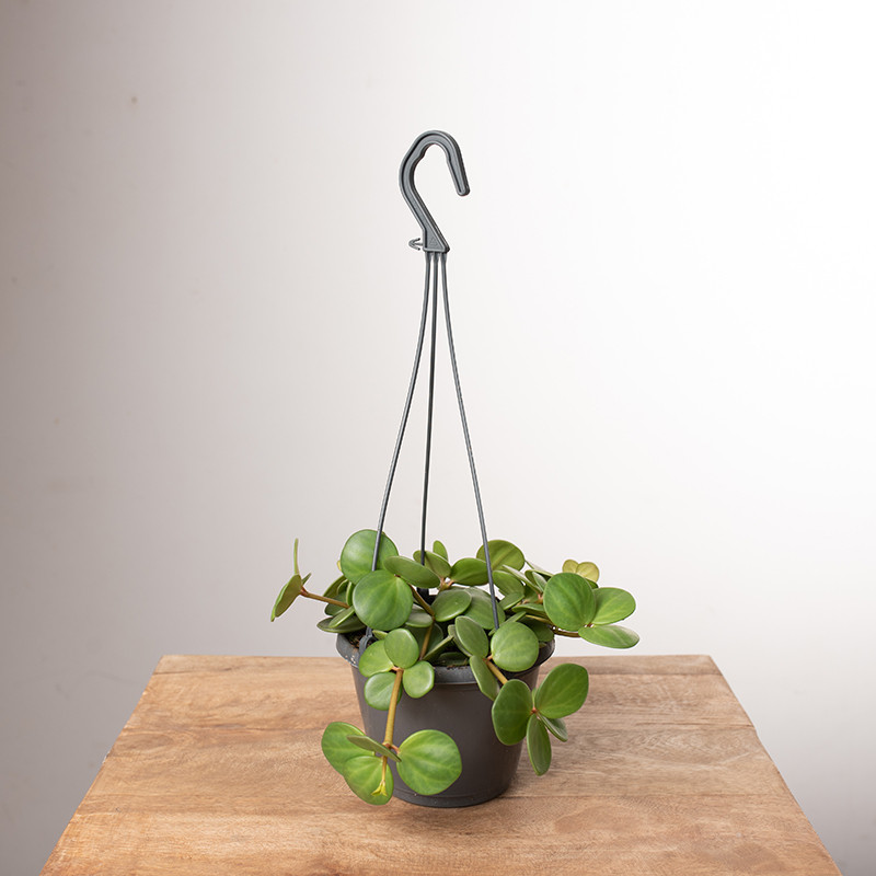 Peperomia 'Hope' | Wisząca