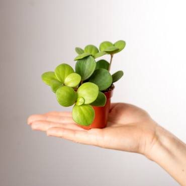 Peperomia 'Hope' | Mini