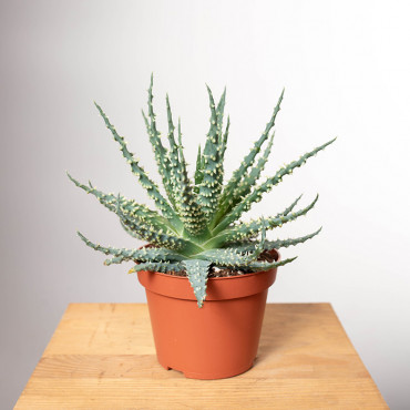 Aloes niski | Mały