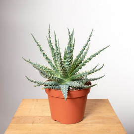 Aloes niski | Mały