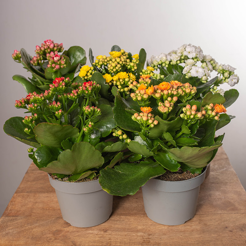 Kalanchoe MIX kolorów