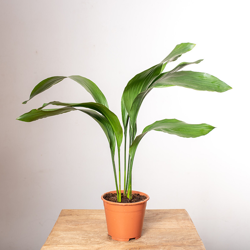 Aspidistra