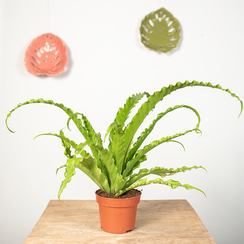 Asplenium 'Osaka' |Mała