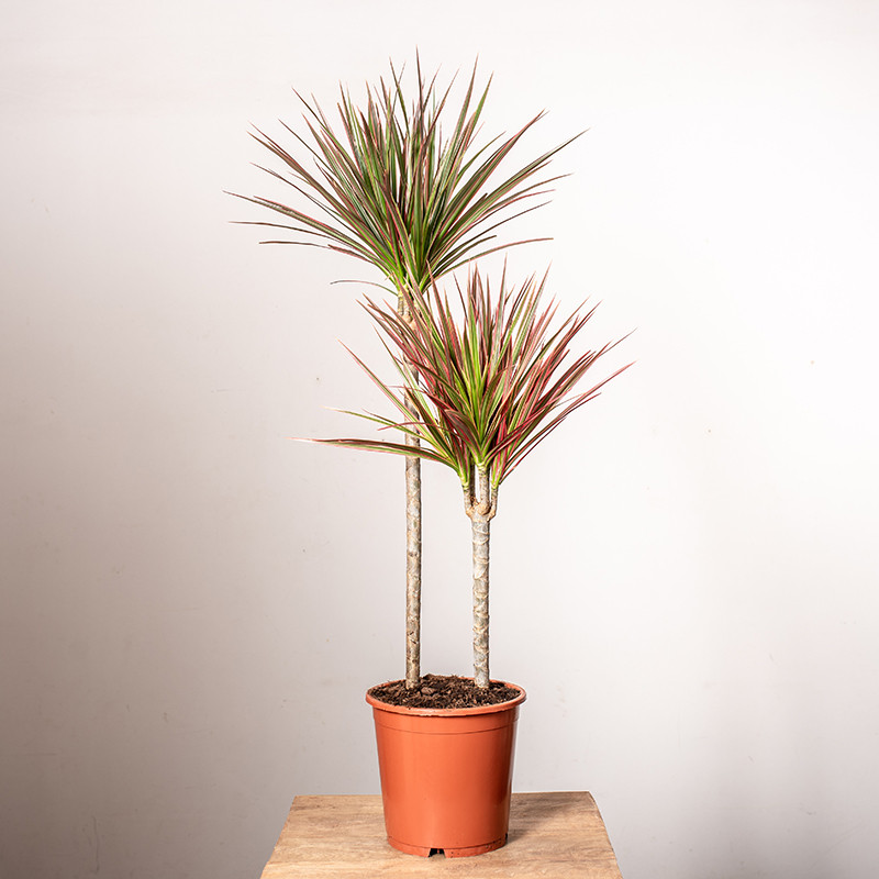 Dracena 'Colorama' | 2 Pędy