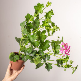 Pelargonia kaskadowa | Różowa