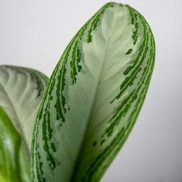 Aglaonema 'Silver Bay'