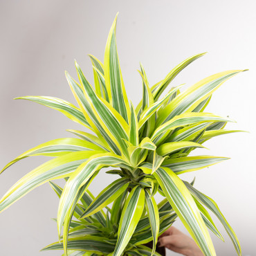 Dracena 'Lemon Lime' | Duża