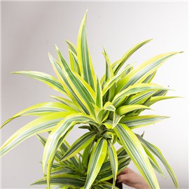 Dracena 'Lemon Lime' | Duża