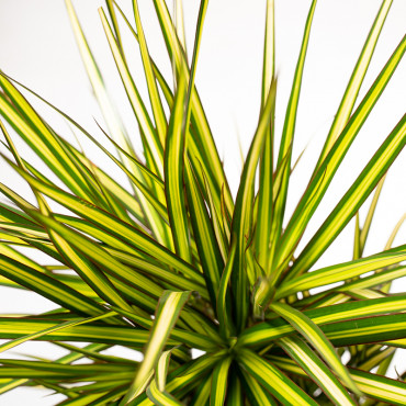 Dracena 'Sunray' | Duża