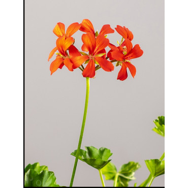 Pelargonia kaskadowa | Czerwona