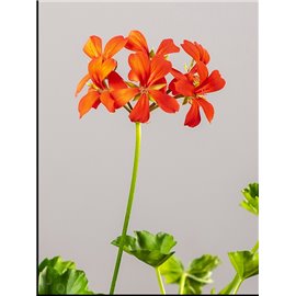 Pelargonia kaskadowa | Czerwona