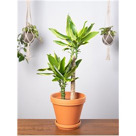 Dracena 'Golden Coast'