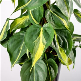 Filodendron 'Brasil' na pniu