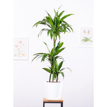 Dracena 'Janet Craig' | Duża