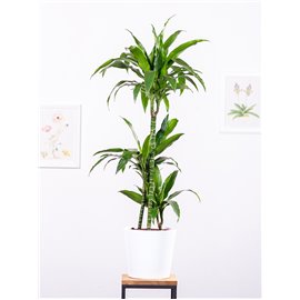 Dracena 'Janet Craig' | Duża