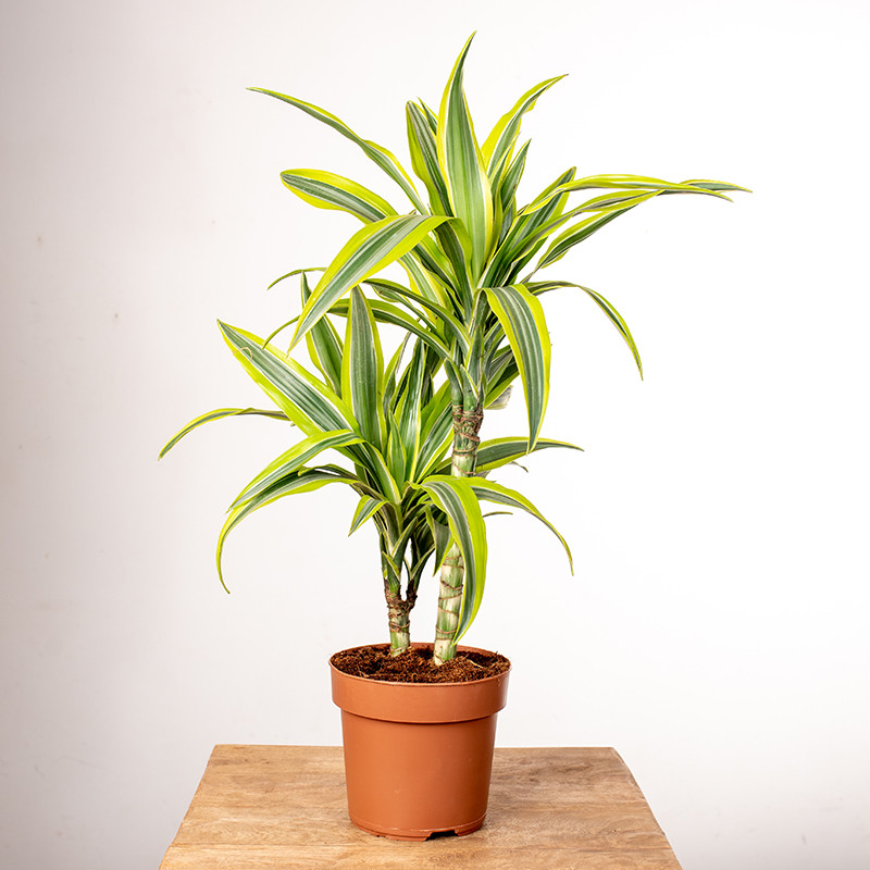 Dracena 'Lemon Lime' | 2 pędy