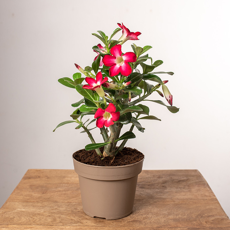 Adenium 'Anouk'