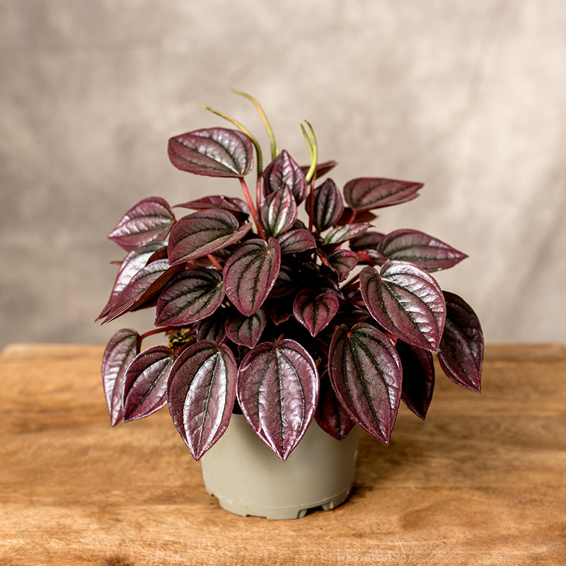 Peperomia 'Cayenne'