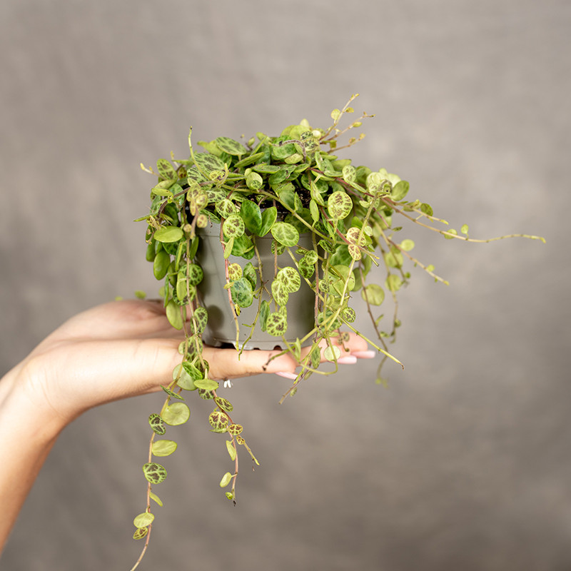 Peperomia prostrata...