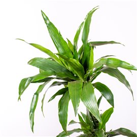 Dracena 'Janet Craig'