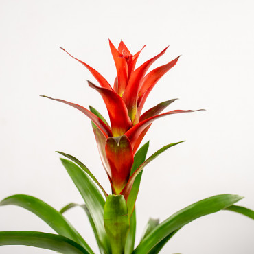 Guzmania 'Ostara'